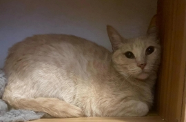 Domestic Short Hair Domestic Short Hair