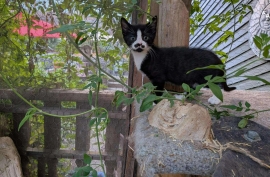 Domestic Short Hair Domestic Short Hair