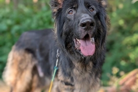 German Shepherd Dog