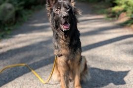 German Shepherd Dog
