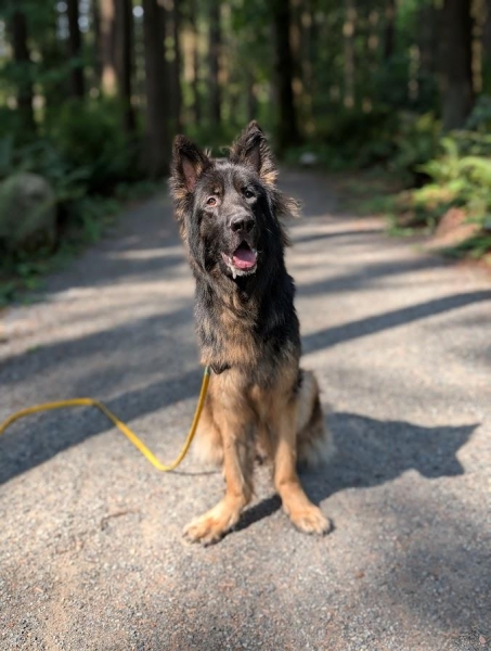 German Shepherd Dog