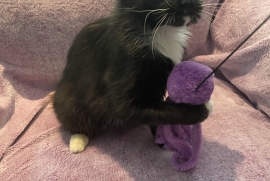 Domestic Medium Hair Domestic Medium Hair