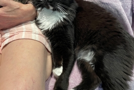 Domestic Medium Hair