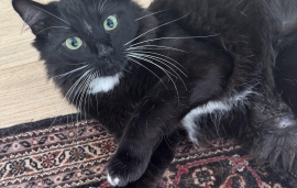 Domestic Medium Hair