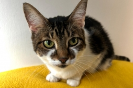 Domestic Short Hair Domestic Short Hair