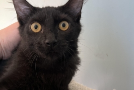 Domestic Medium Hair