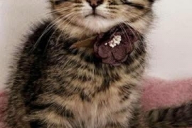 Domestic Medium Hair