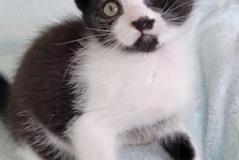 Domestic Medium Hair