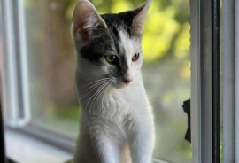 Domestic Short Hair Domestic Short Hair