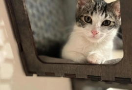 Domestic Short Hair Domestic Short Hair