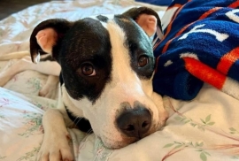 Staffordshire Bull Terrier