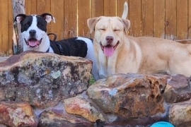 Staffordshire Bull Terrier