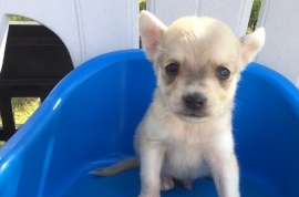 Mixed Breed Mixed Breed