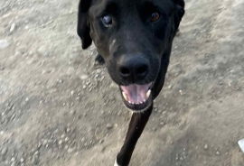 Black Labrador Retriever