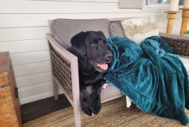 Black Labrador Retriever