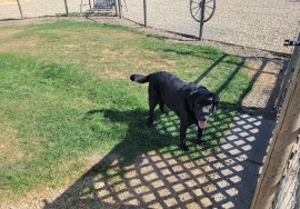 Black Labrador Retriever