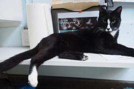 Domestic Short Hair Domestic Short Hair