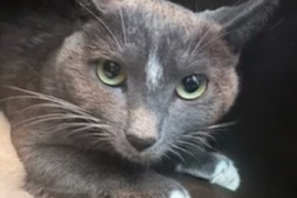 Domestic Short Hair Domestic Short Hair