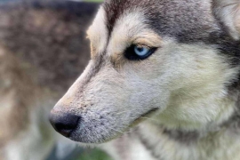 Siberian Husky