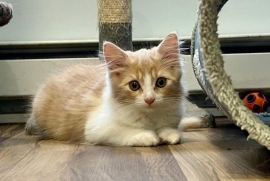 Domestic Medium Hair