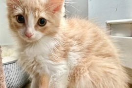 Domestic Medium Hair