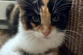 Domestic Short Hair Domestic Short Hair