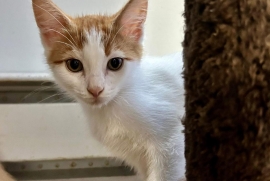 Domestic Short Hair Domestic Short Hair