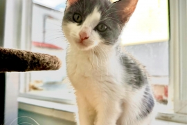 Domestic Medium Hair