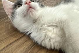 Domestic Medium Hair