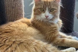 Domestic Medium Hair