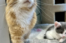 Domestic Medium Hair