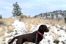 Labrador Retriever Labrador Retriever