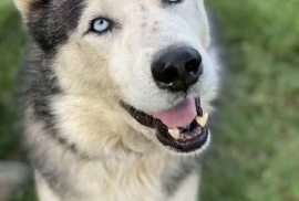 Siberian Husky