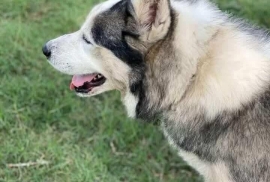 Siberian Husky