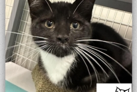 Domestic Medium Hair