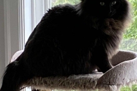 Domestic Long Hair Domestic Long Hair