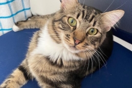 Domestic Medium Hair