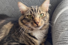 Domestic Medium Hair