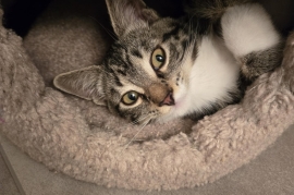 Domestic Short Hair Domestic Short Hair