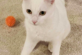 Domestic Short Hair Domestic Short Hair