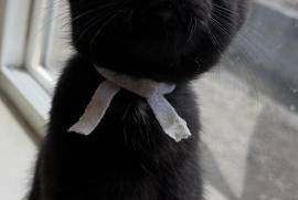 Domestic Short Hair Domestic Short Hair