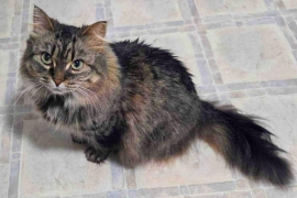 Domestic Medium Hair