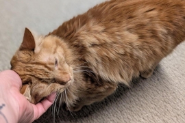 Domestic Medium Hair