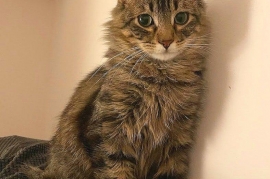 Domestic Medium Hair