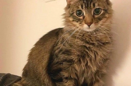 Domestic Medium Hair