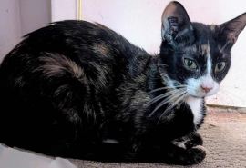 Domestic Short Hair Domestic Short Hair