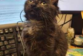 Domestic Medium Hair