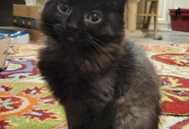 Domestic Medium Hair