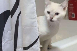 Domestic Short Hair Domestic Short Hair