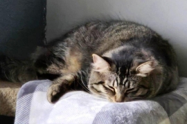 Domestic Short Hair Domestic Short Hair